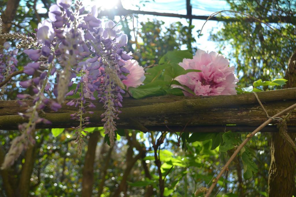 Sorrento Experience Bed and Breakfast Buitenkant foto