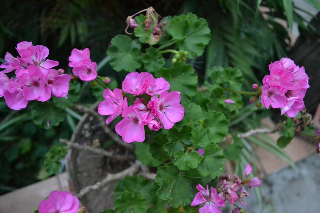 Sorrento Experience Bed and Breakfast Buitenkant foto