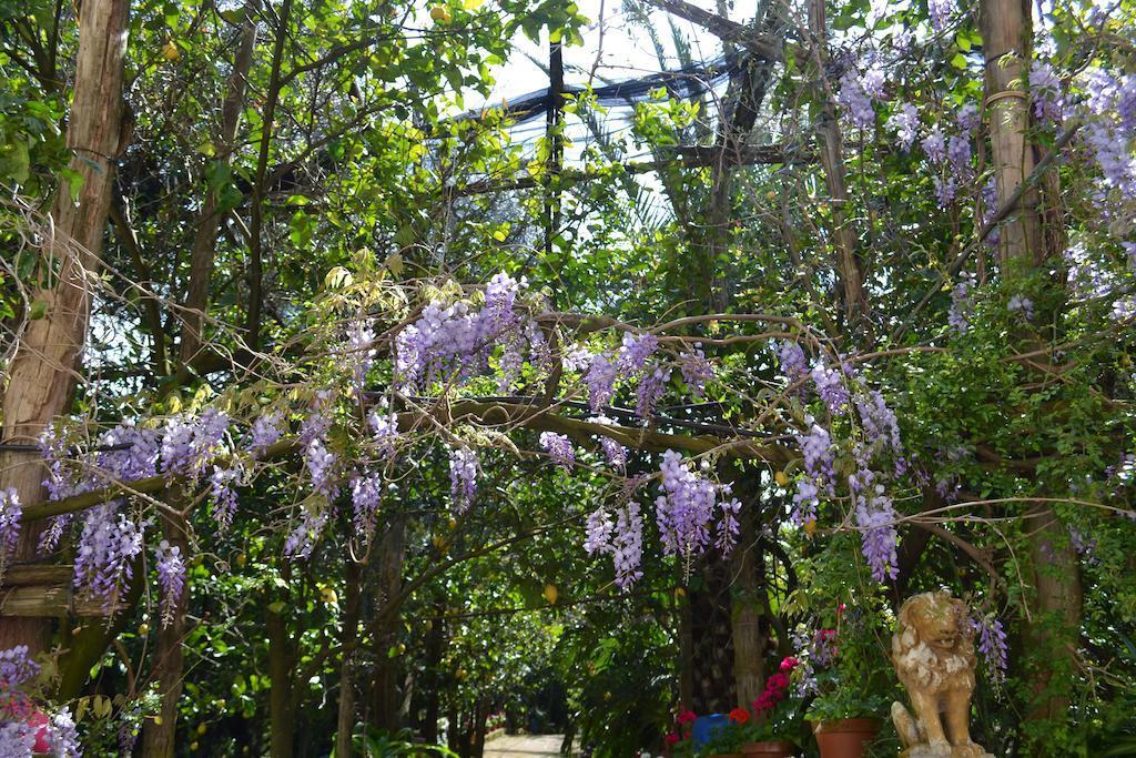 Sorrento Experience Bed and Breakfast Buitenkant foto