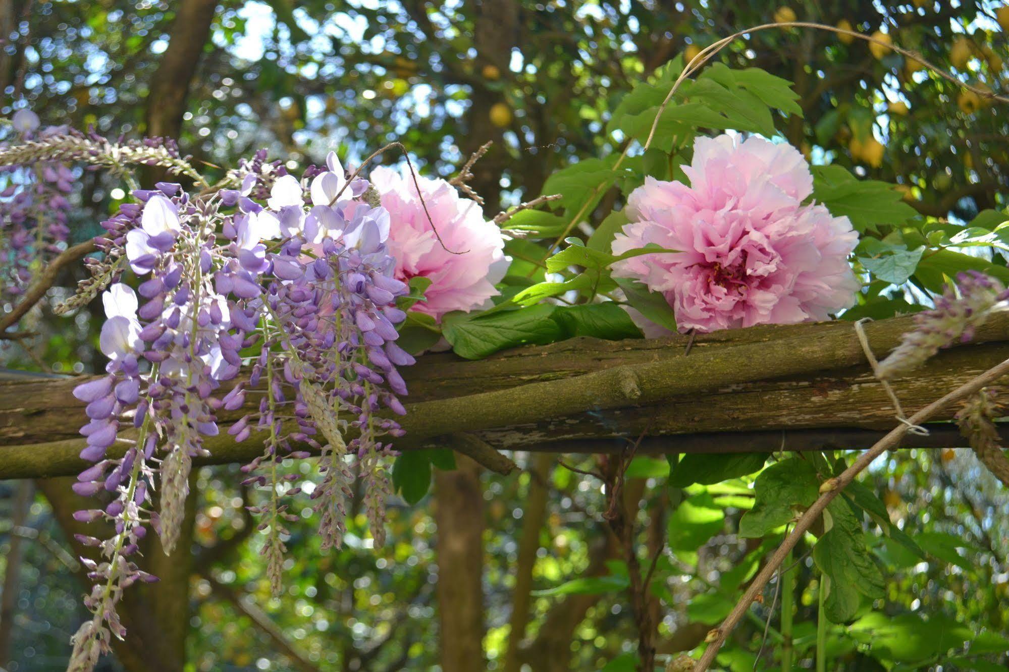 Sorrento Experience Bed and Breakfast Buitenkant foto